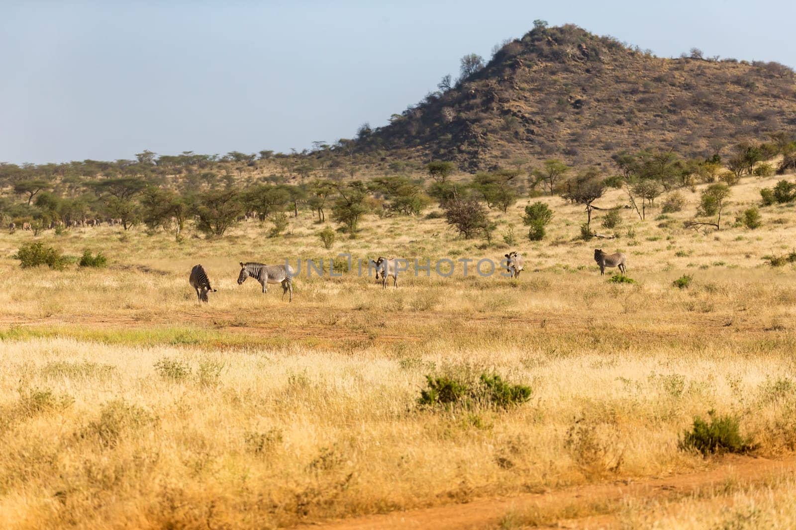 A large herd with zebras grazing in the savannah of Kenya