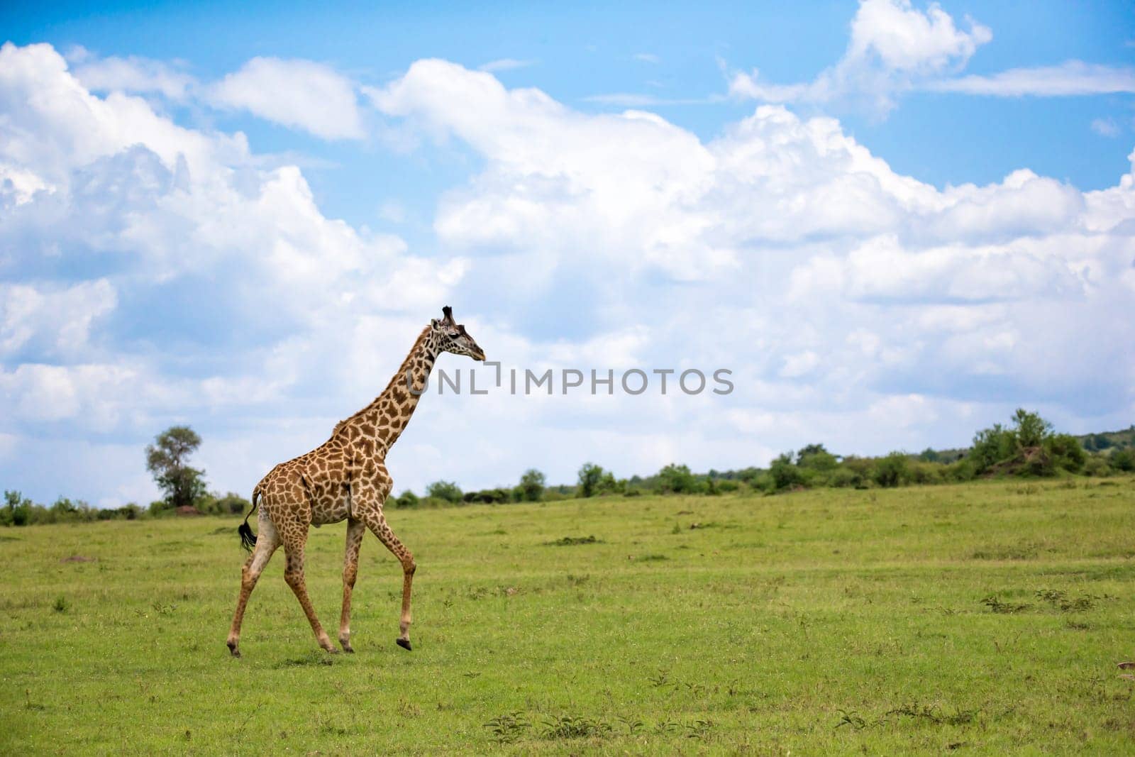 A giraffes run through the grass landscape in Kenya