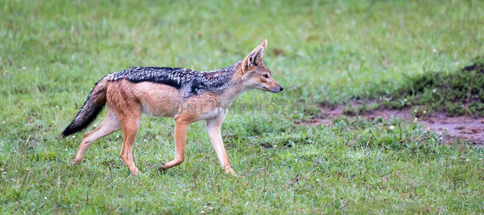 One jackal in the savannah of Kenya