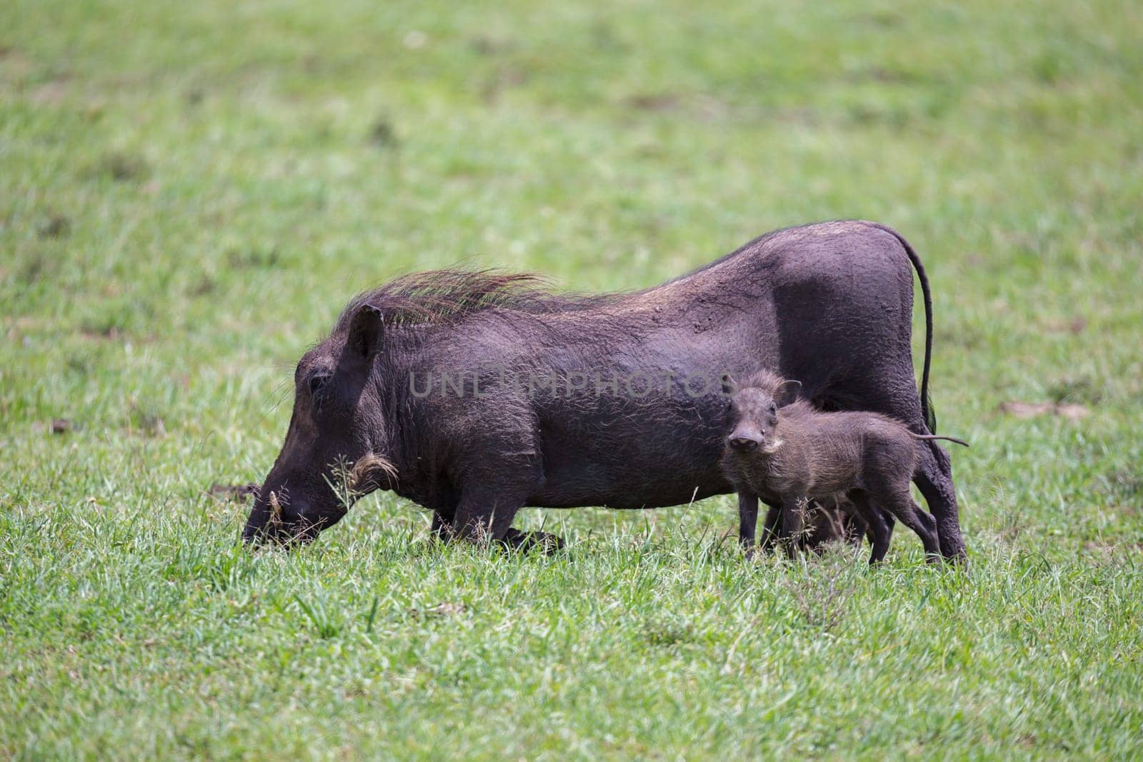 Some Warthogs are grazing in the savannah of Kenya