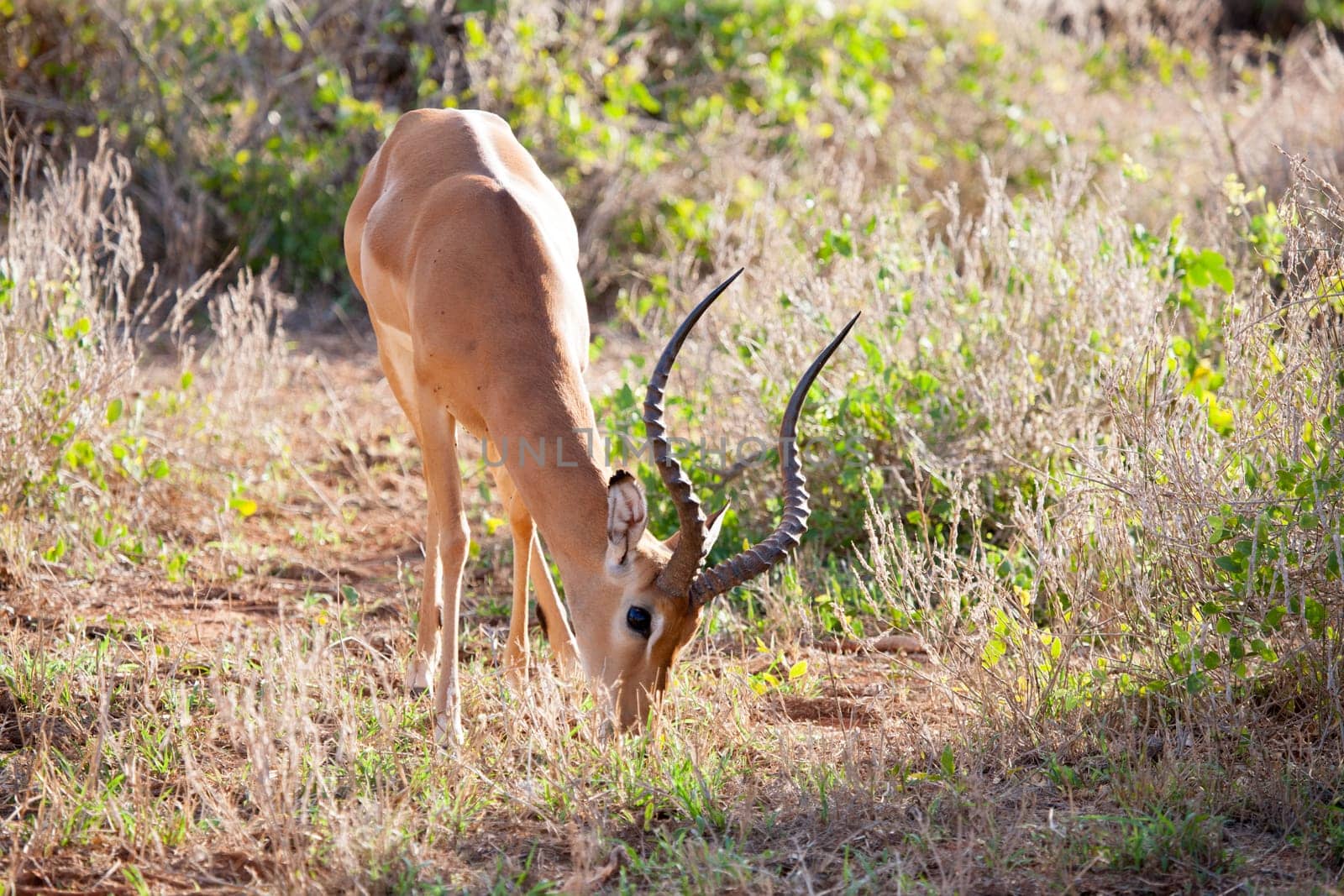 Antelope is eating grass in the scenery of Kenya