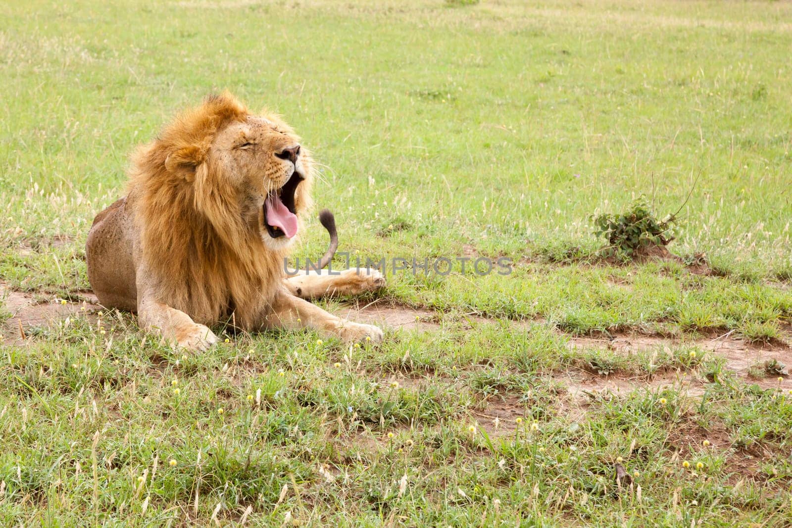 A big lion yawns lying on a meadow with grass