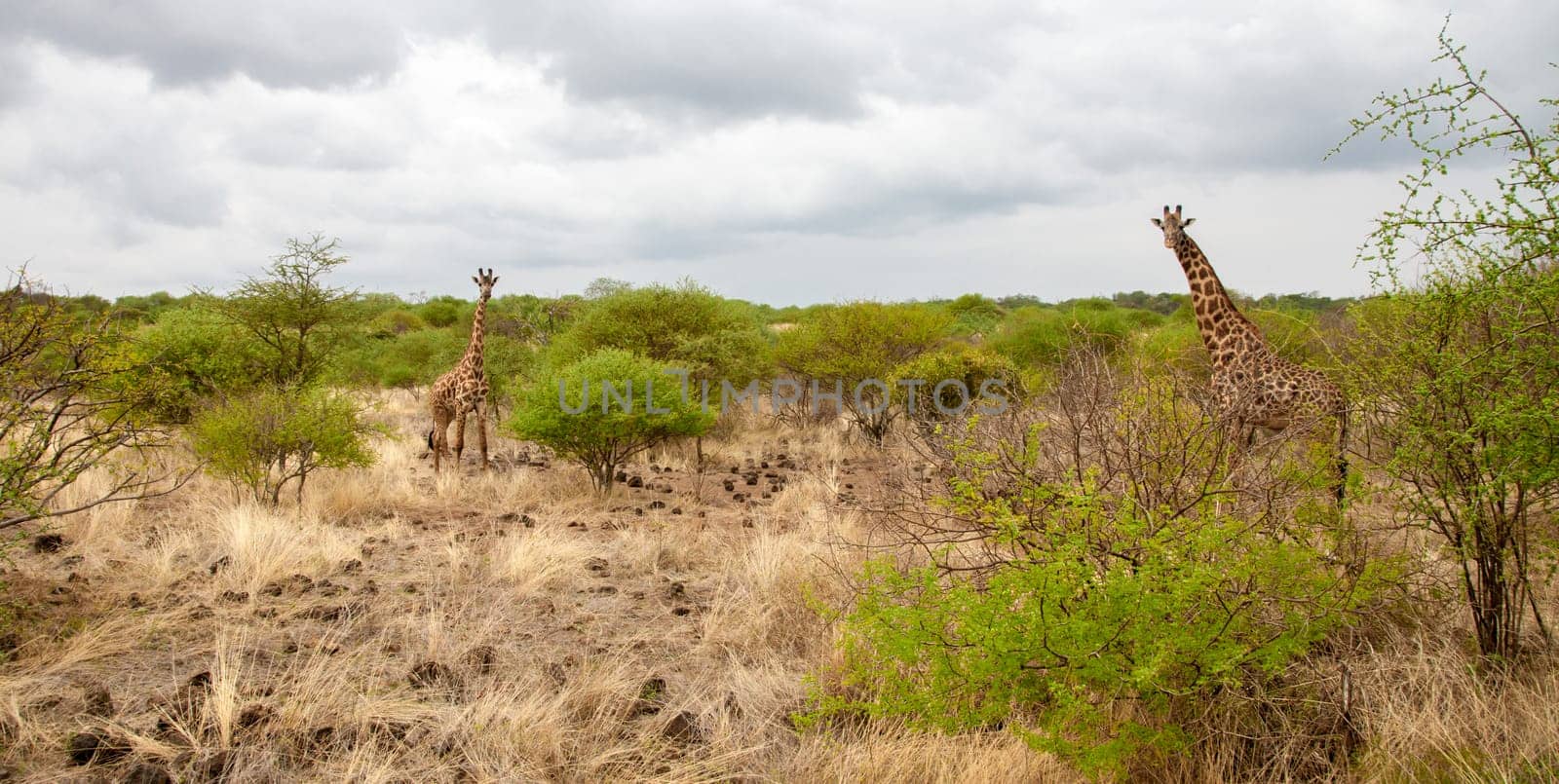 Giraffe watching you behind the bush in Kenya