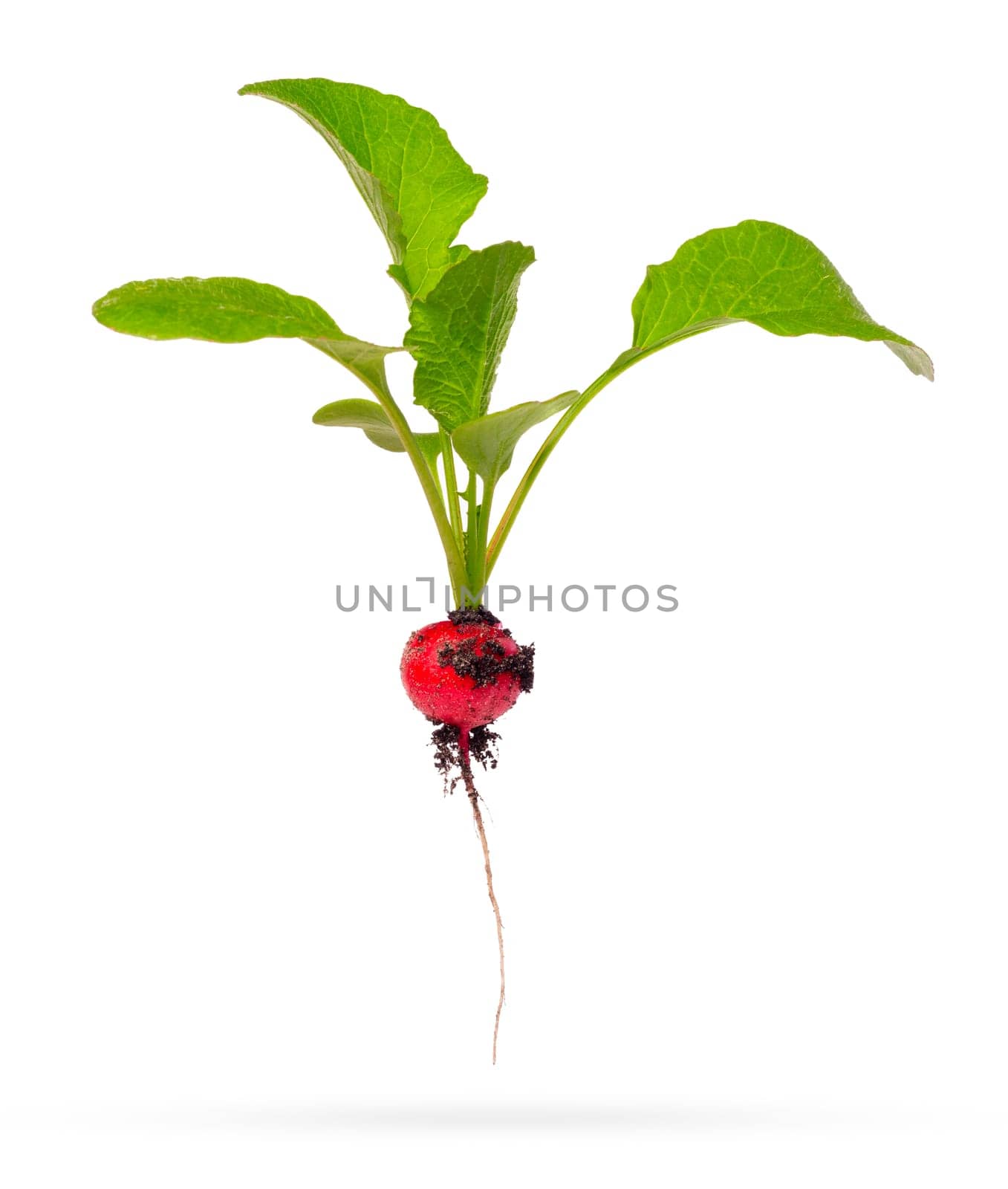 Fresh young radish with green leaves and dirt isolated on a white background with shadow below