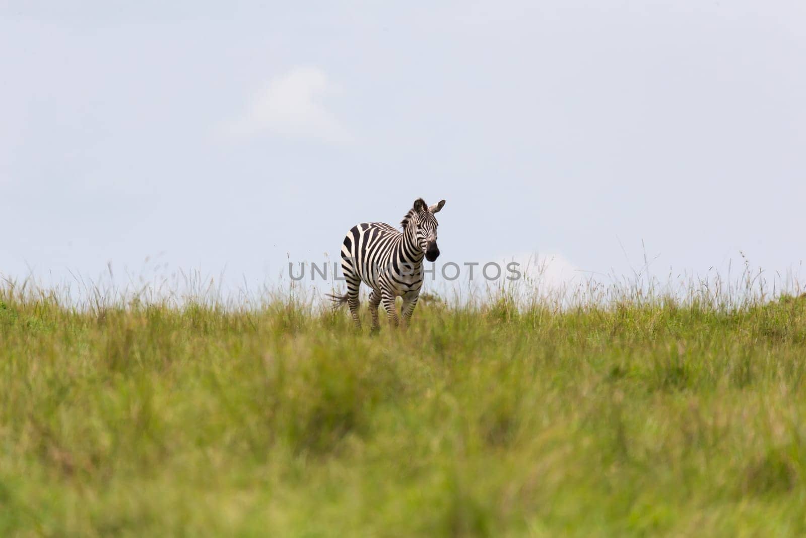 One zebra is browsing on a meadow in the grass landscape