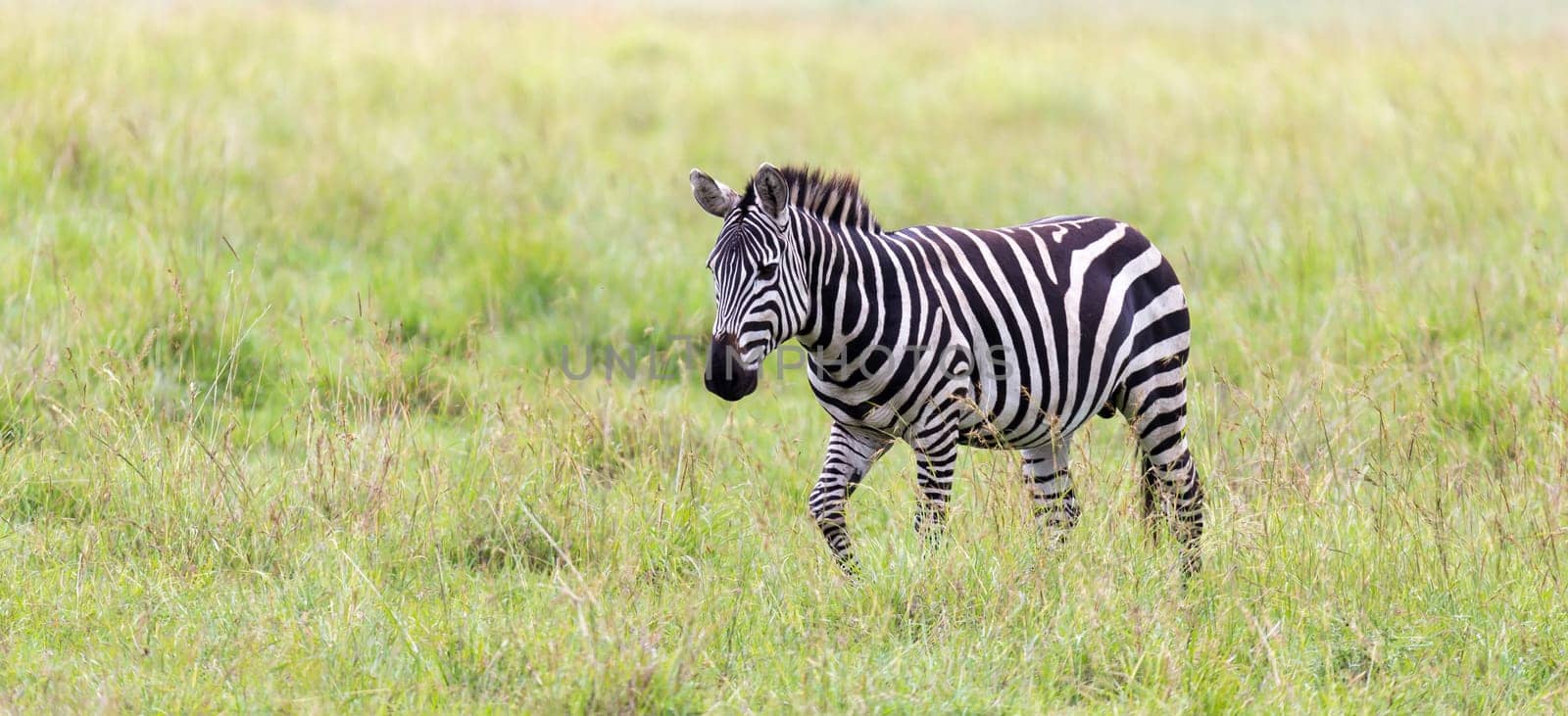 The Zebra family grazes in the savanna in close proximity to other animals