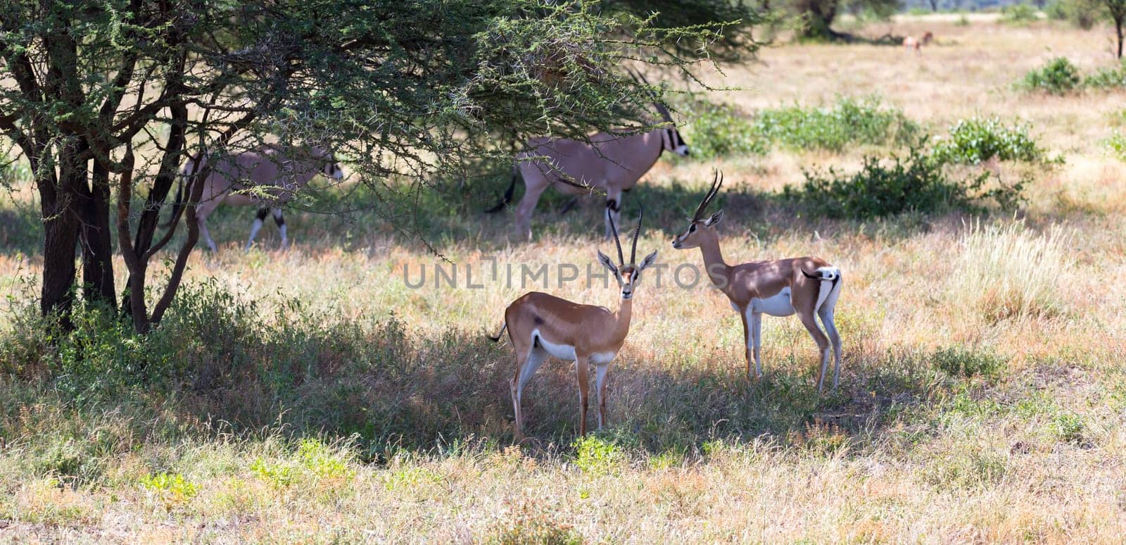 An antelope in the middle of the savannah of Kenya