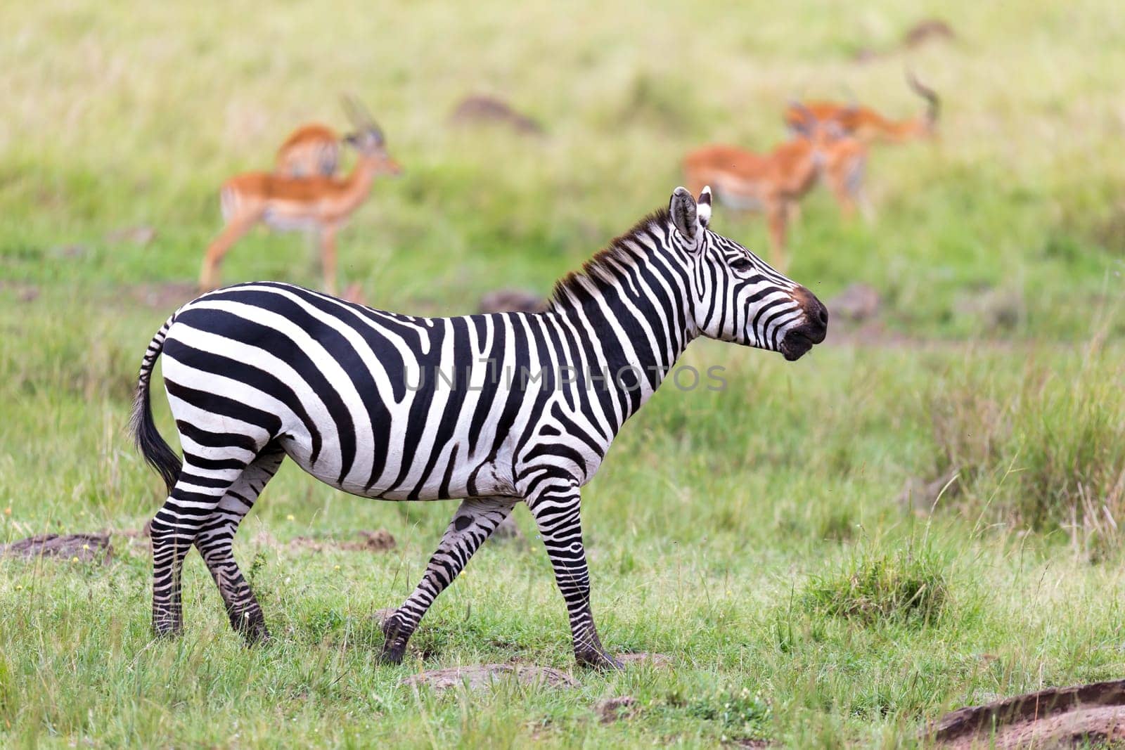 The Zebra family grazes in the savanna in close proximity to other animals
