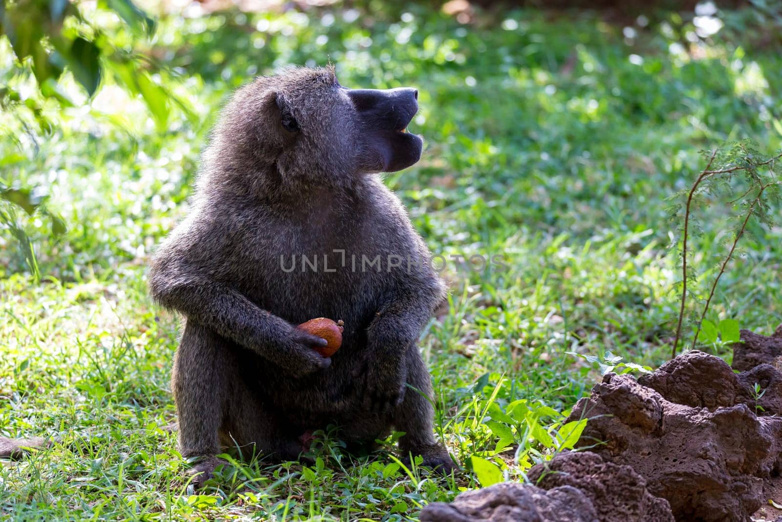 One baboon has found a fruit and nibbles on it