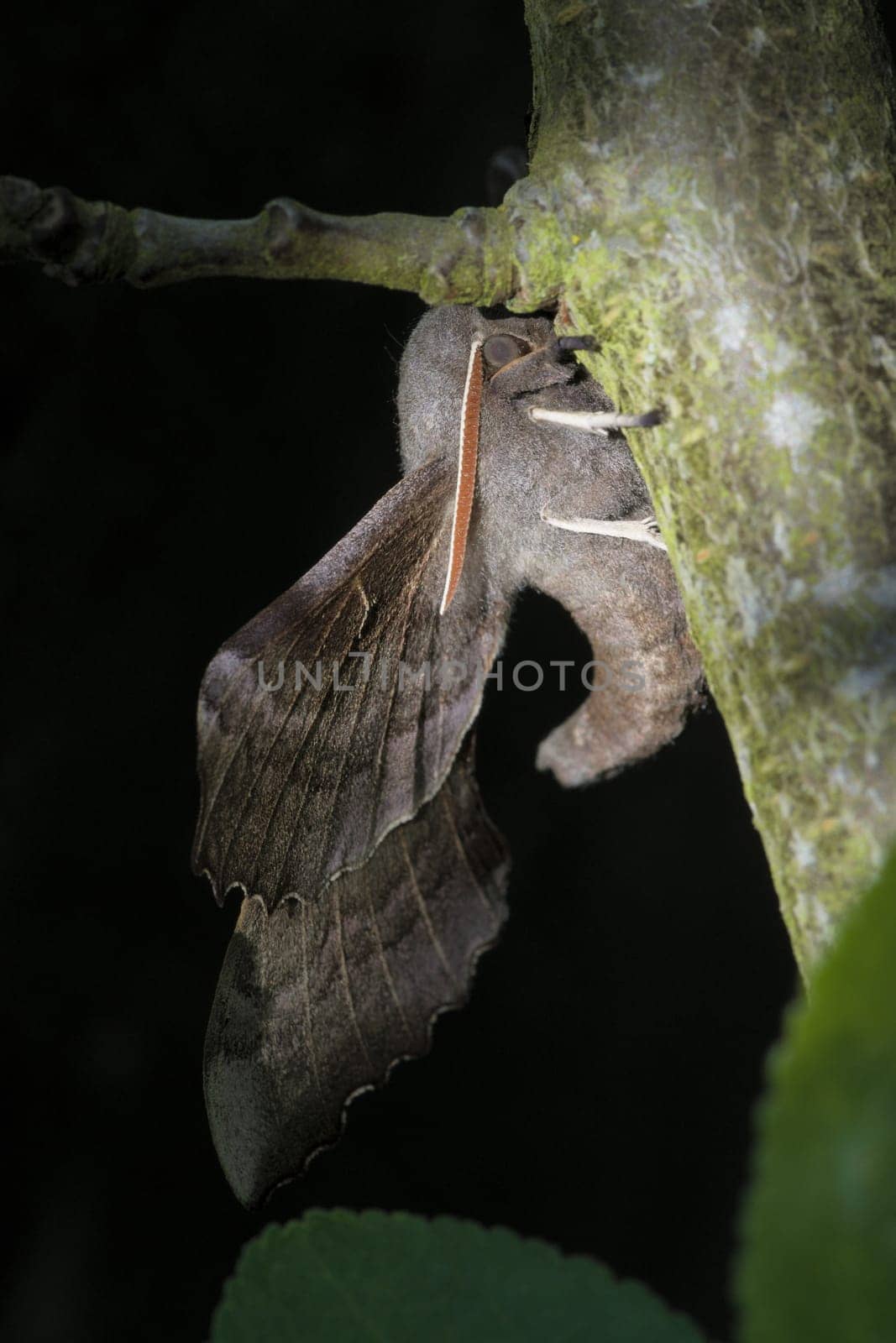 Hanging from a thick branch, this large adult poplar hawk moth displays its large wings, curved body, bright antennae and face. Dappled sunlight.