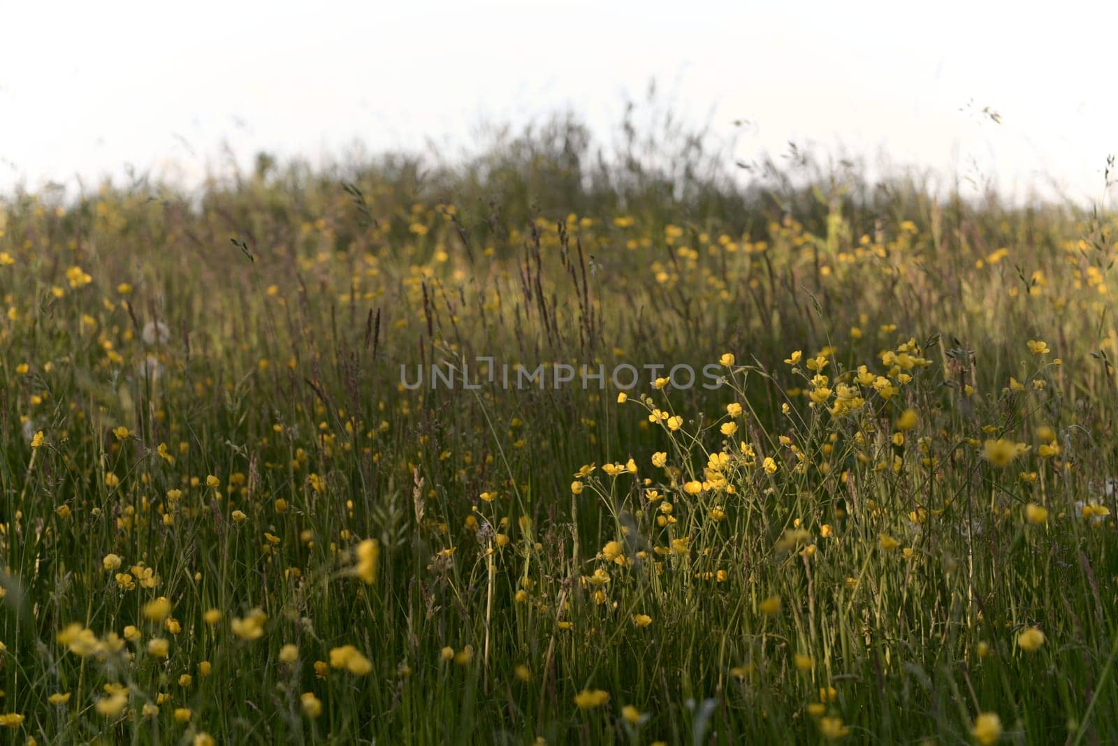 Long grass, dandelions and buttercups amongst other plants make up this meadow texture image. Particular focus on the dappled sunlit buttercups.