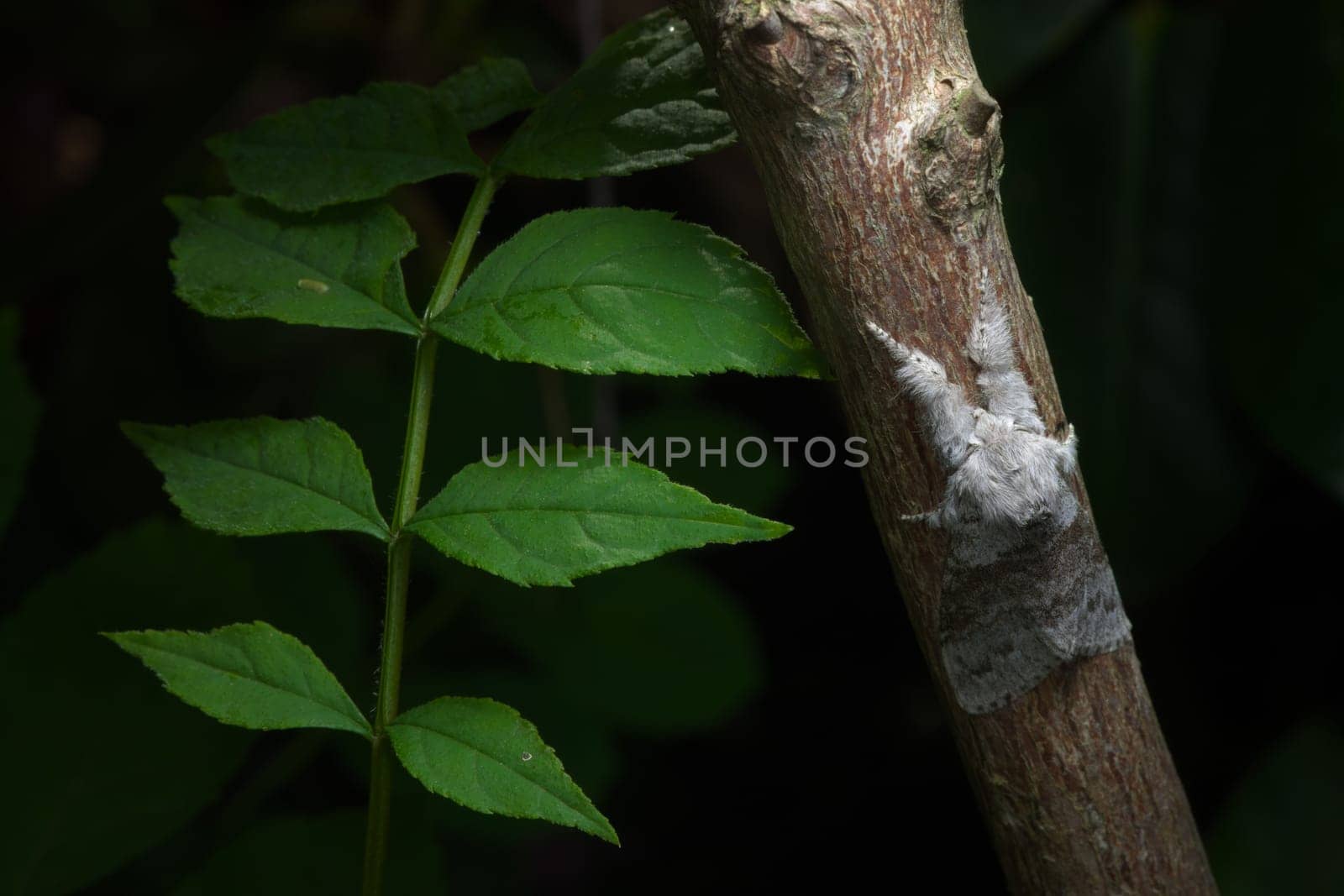 Pale tussock moth clings to red branch next to juicy green leaves. Dark background isolates this single moth. A very fluffy moth species.
