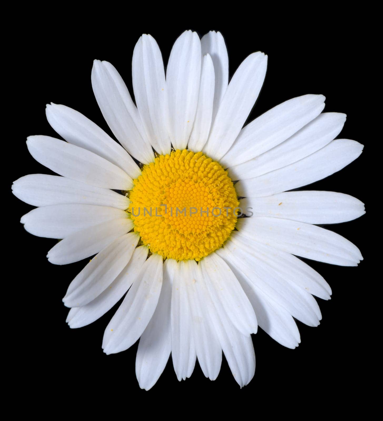 A single bright white shasta daisy flower on a pure black background.