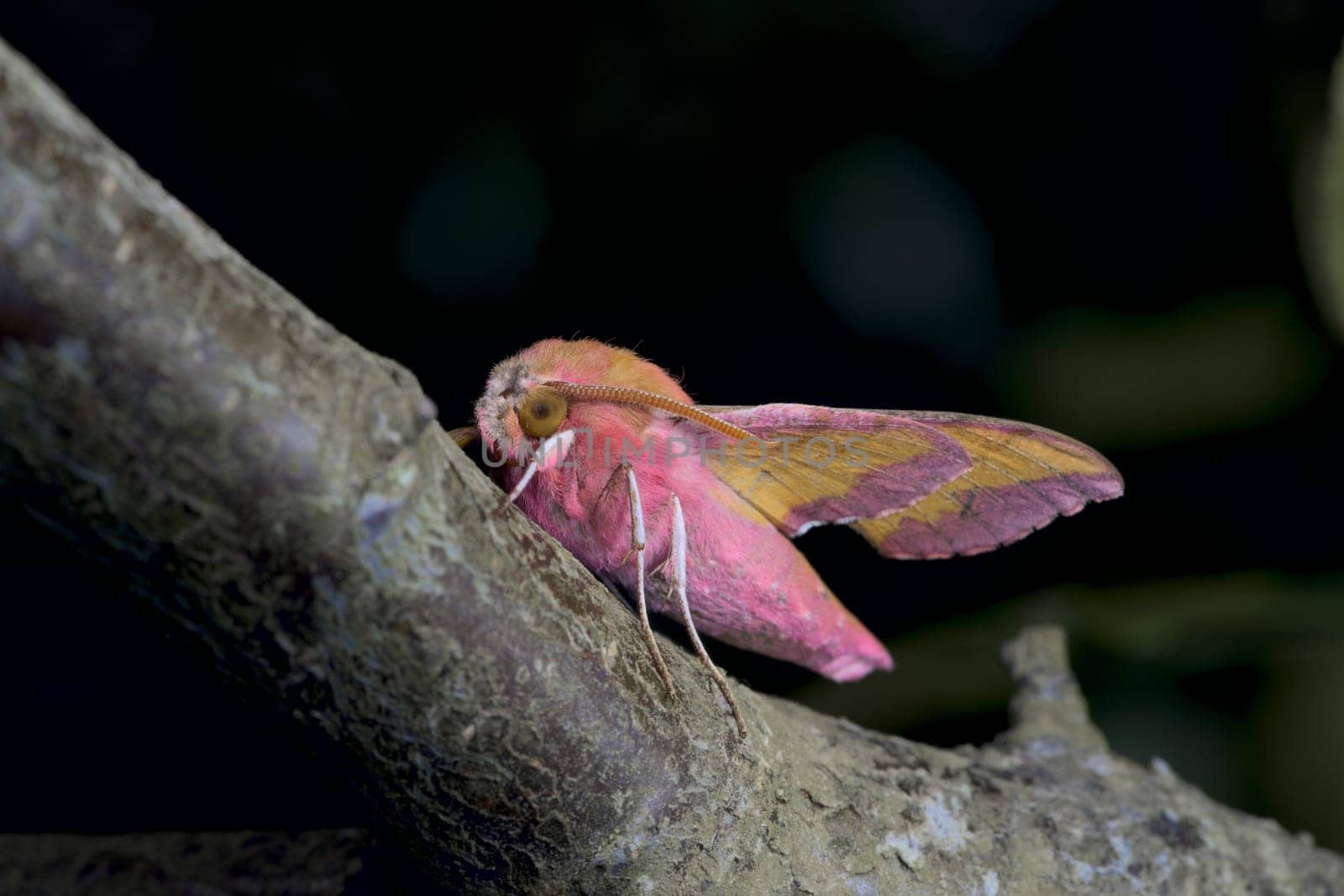 Small pink elephant hawk moth stands out with its vibrant colors on a large greenish blue branch against a dark background.