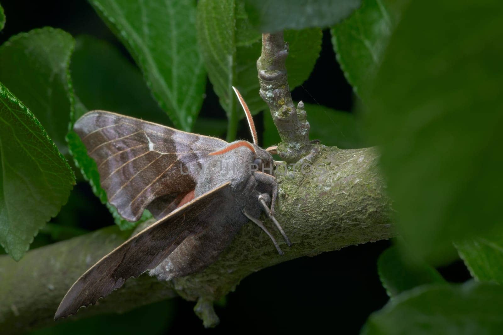 Vibrant orange antennae contrast from the surrounding greenery and the large purple grey body and wings of this poplar hawk moth. Front side portrait.