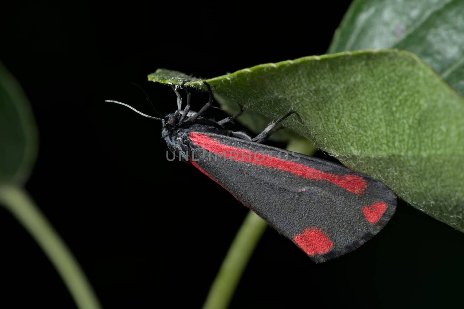 Bright red shines from the black wings of this cinnabar moth, visible in the day hanging from a leaf. Black background. closer in