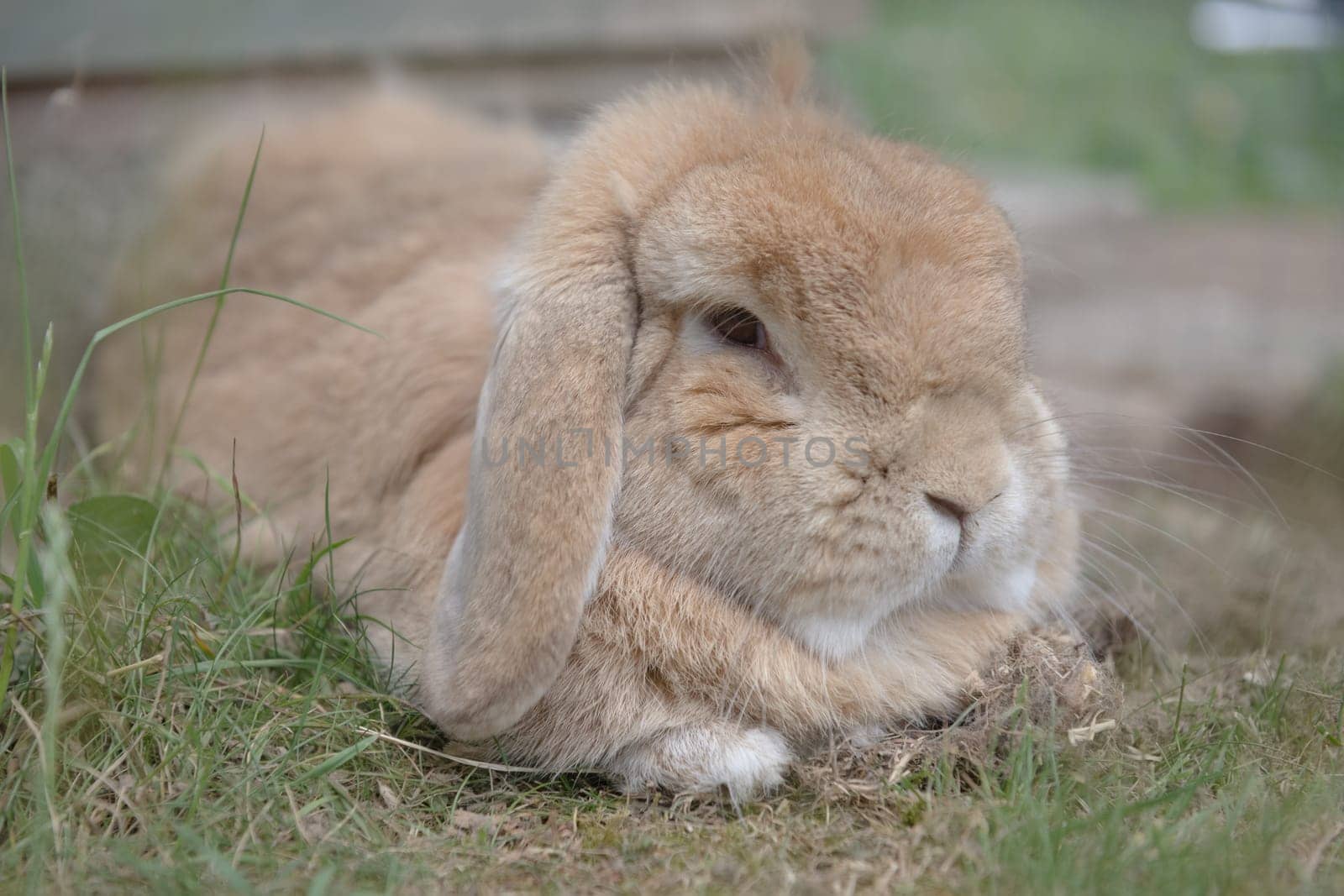 Sandy netherlands dwarf lop rabbit lies among scrub grass, looking dozily at the camera. very fluffy pet rabbit with lop ears. tufts of fur showing.