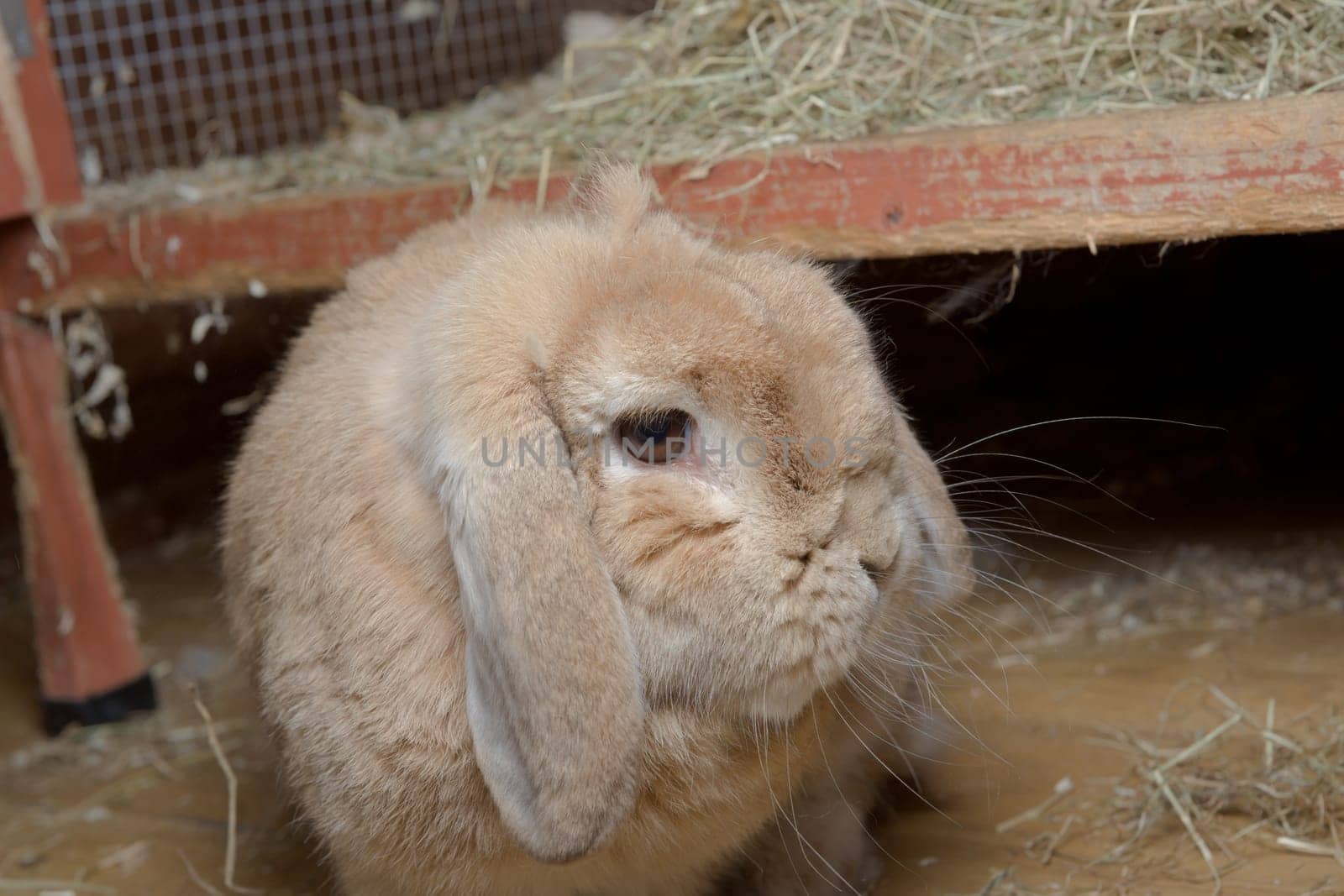 Light brown netherlands dwarf lop rabbit turns head to look at camera after hopping down from a red wooden hutch full of hay. Flash shows whiskers.