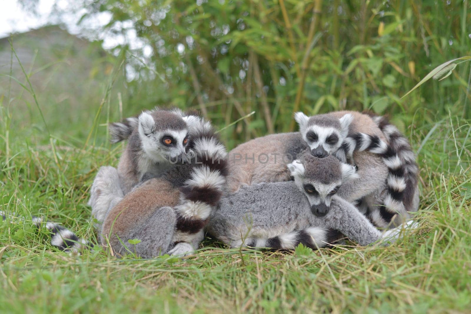 In this image of warm yellow, green and orange tones, four or five young ring tailed lemurs huddle together and rest. One lemur stares with striking orange eyes.