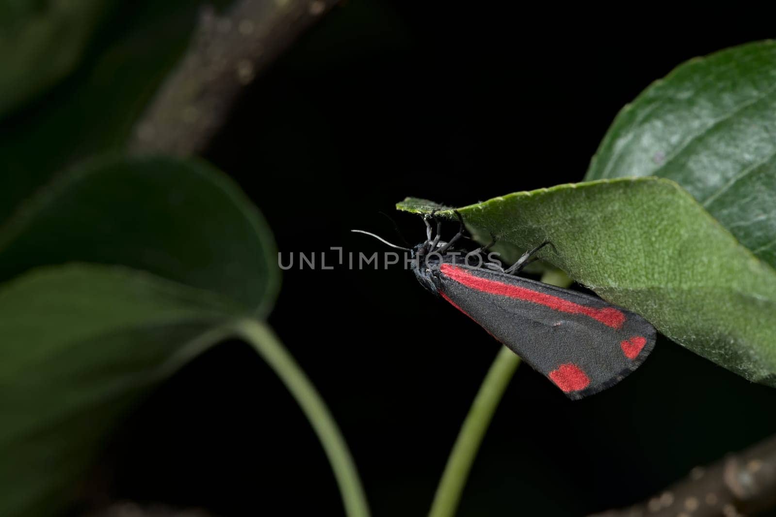 Bright red shines from the black wings of this cinnabar moth, visible in the day hanging from a leaf. Black background.