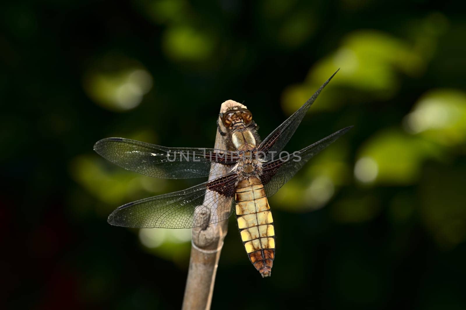Female broad bodied chaser dragonfly of the order Odonata on bamboo. Brown colors of the body stand out against the soft dark green background.