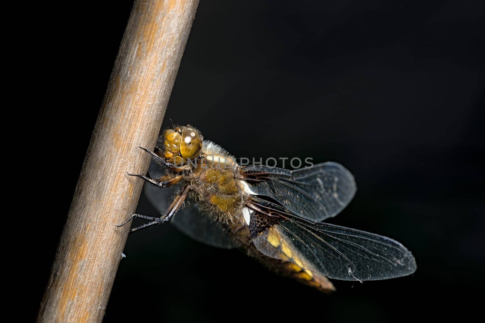 Furry hairs on this female broad bodied chaser dragonfly stand out against the dark background. Face and large compound eye clearly visible.