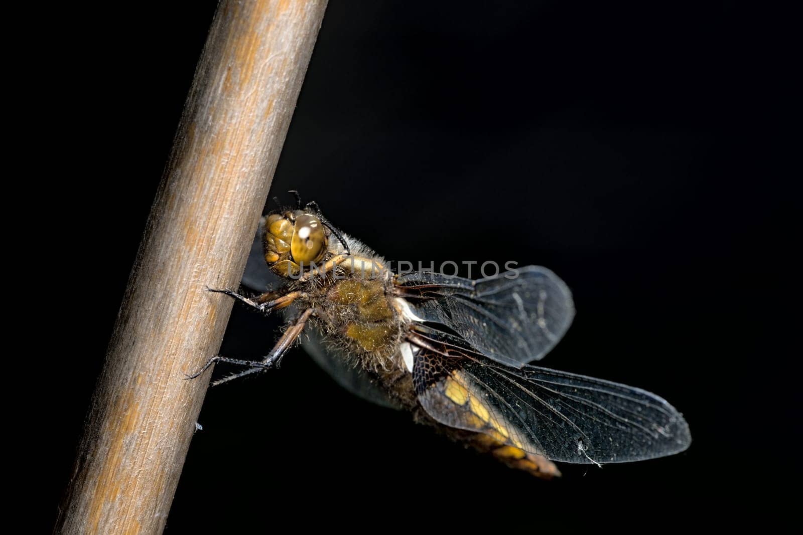 Female broad bodied chaser dragonfly stands out against the dark background with front legs grooming her face and large compound eyes.