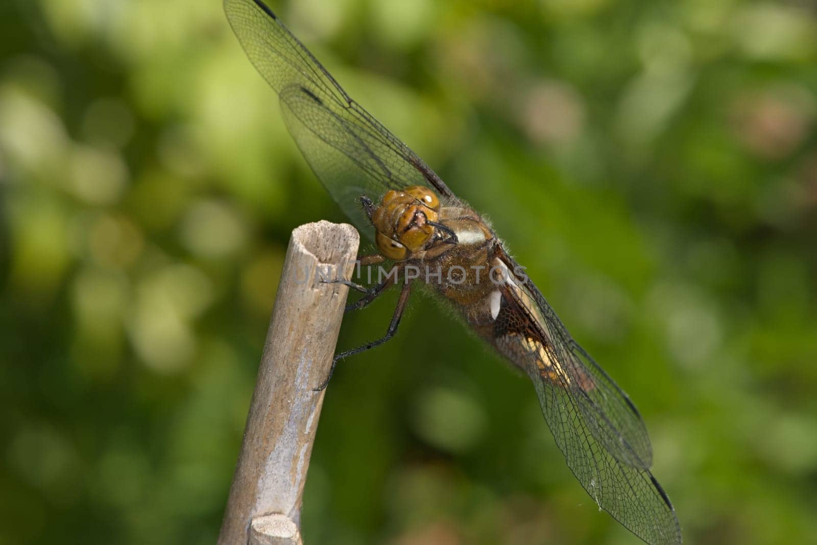 Female broad bodied chaser dragonfly of the order Odonata looks directly at the camera as she grooms her face. Soft green natural background.