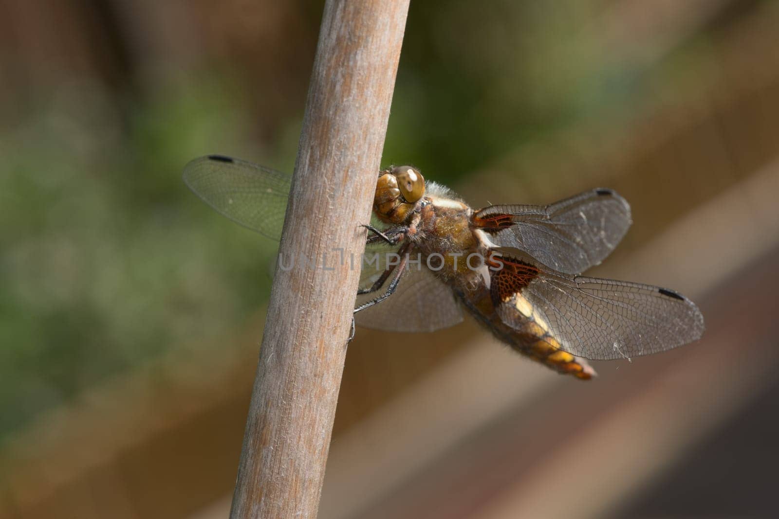 Looking at the camera, the face of this female broad bodied chaser dragonfly is in clear focus against a naturally blurred garden background.