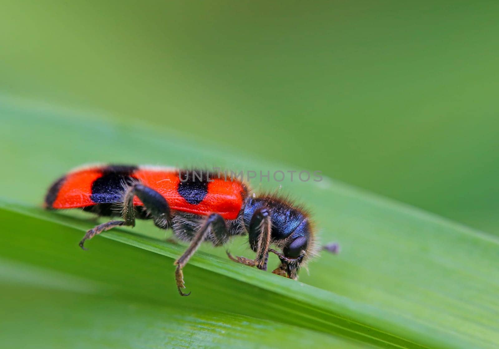 Common bee beetle Trichodes apiarius