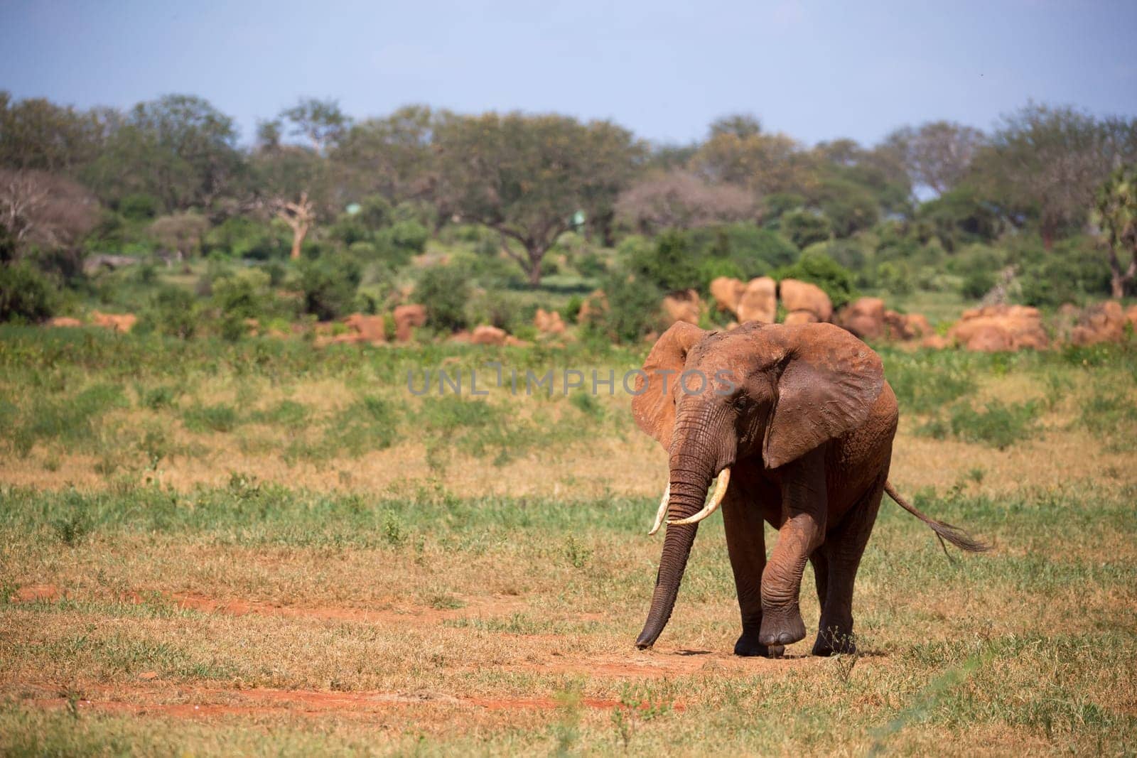 A red elephant is walking in the savannah of Kenya