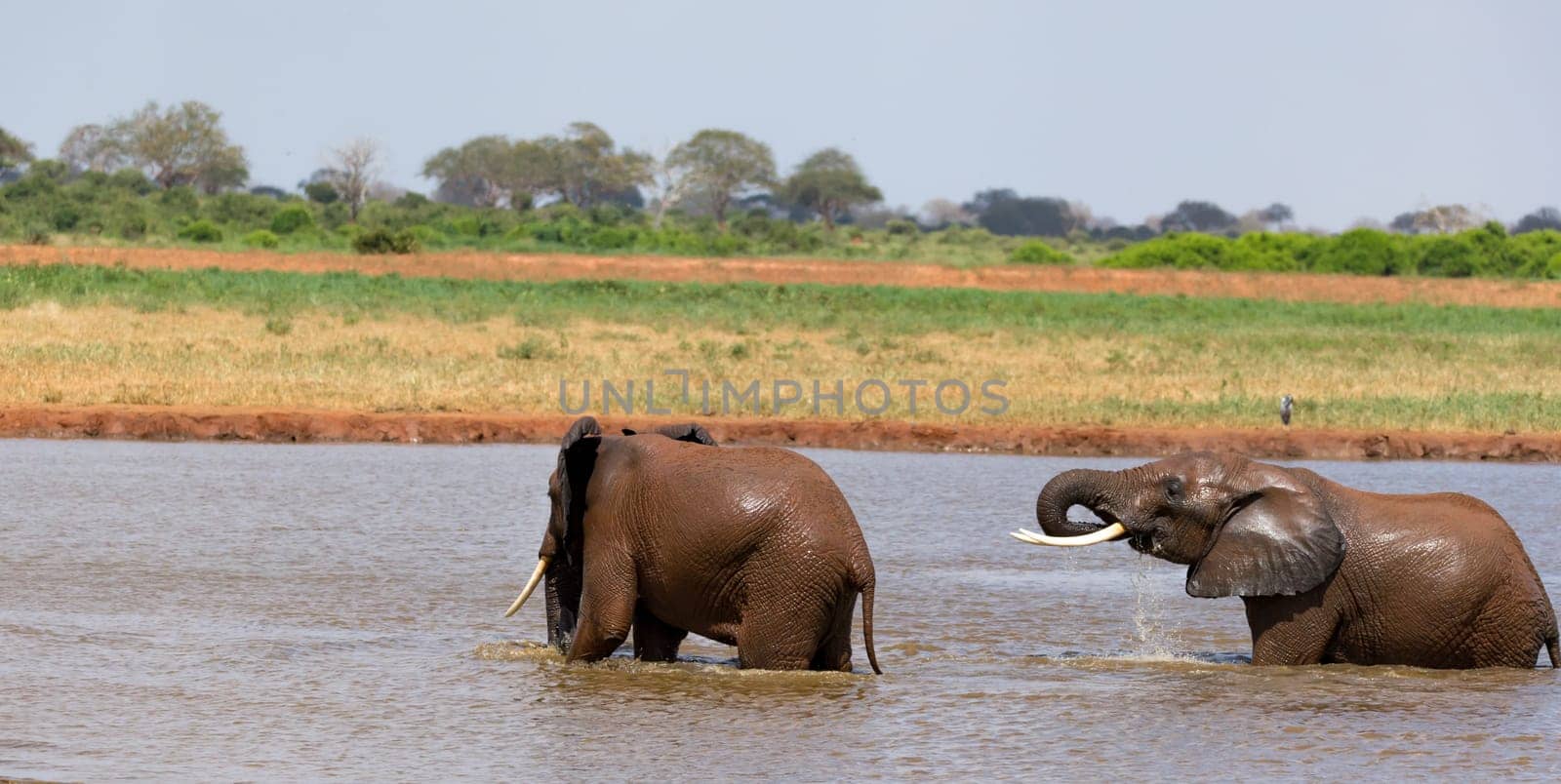 The red elephants bathe in a water hole in the middle of the savannah