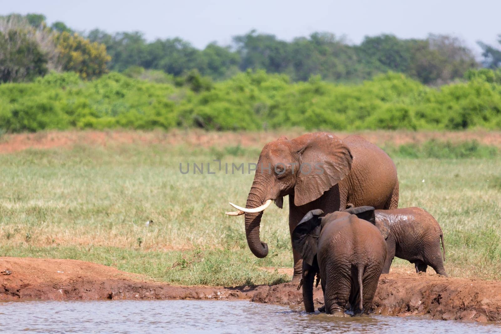 The family of red elephants at a water hole in the middle of the savannah
