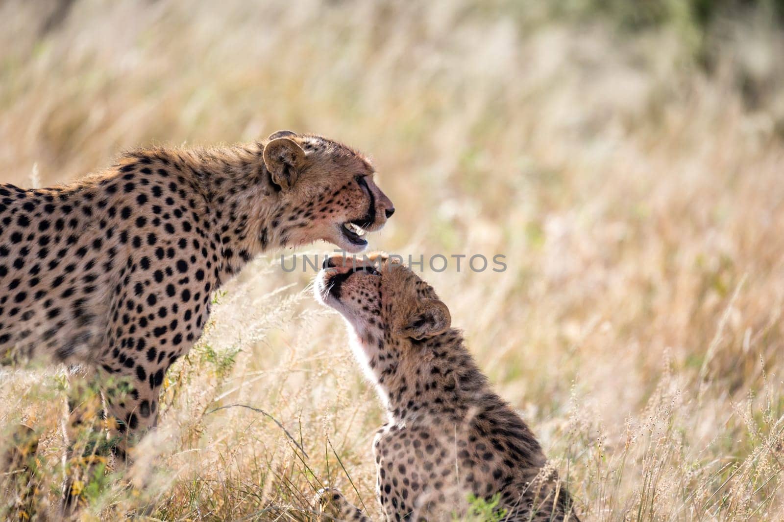 The cheetahs brush each other after the meal
