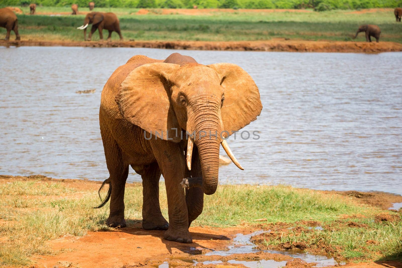 One red elephant drinks water from a water hole