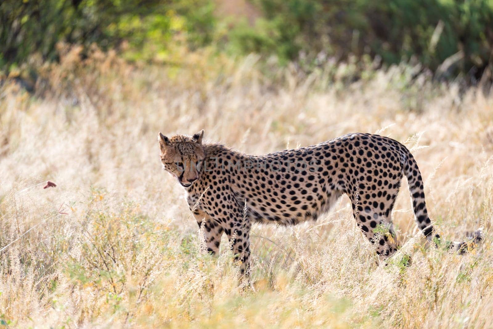 One cheetah in the grass landscape between the bushes