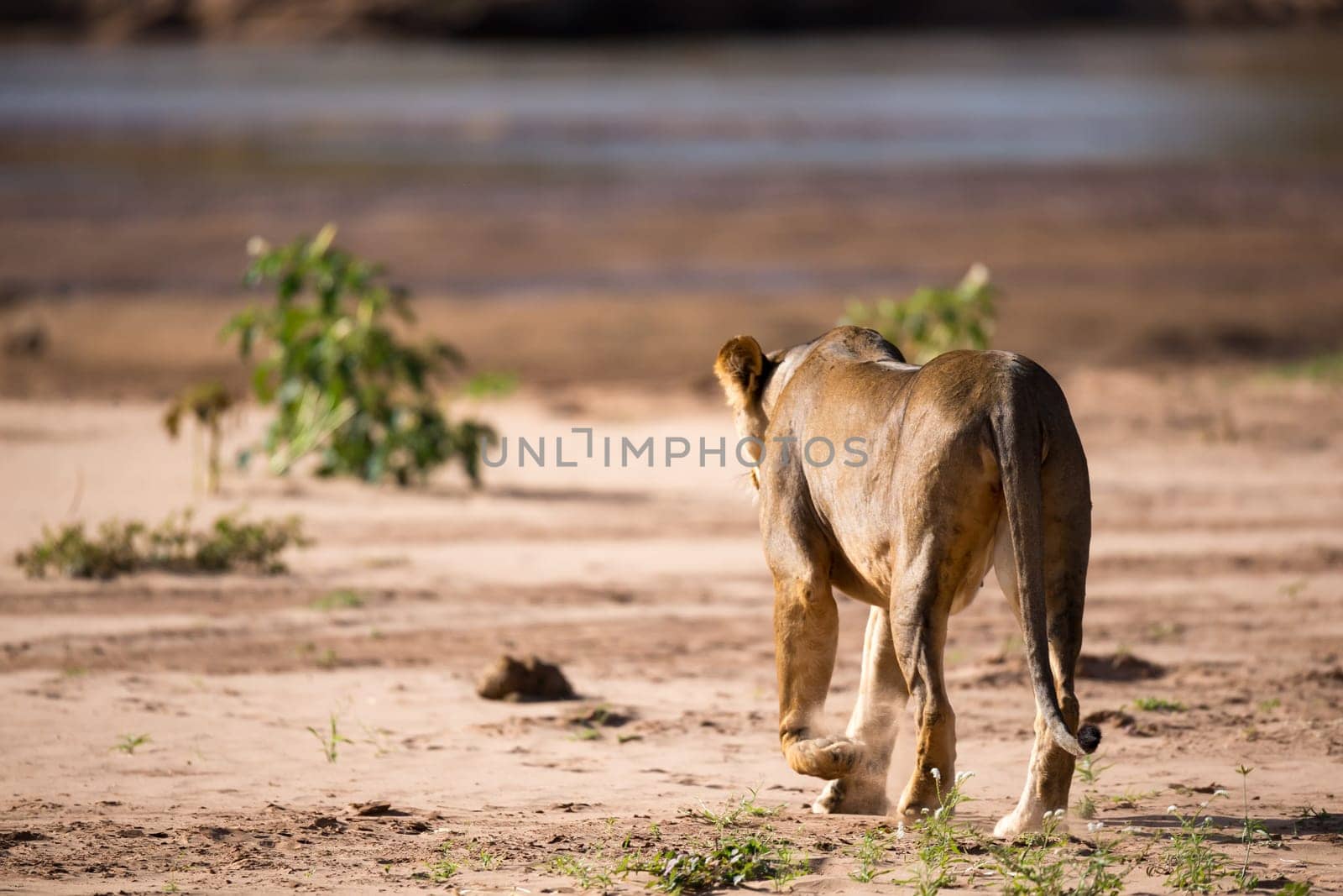 Some lions walk along the bank of a river