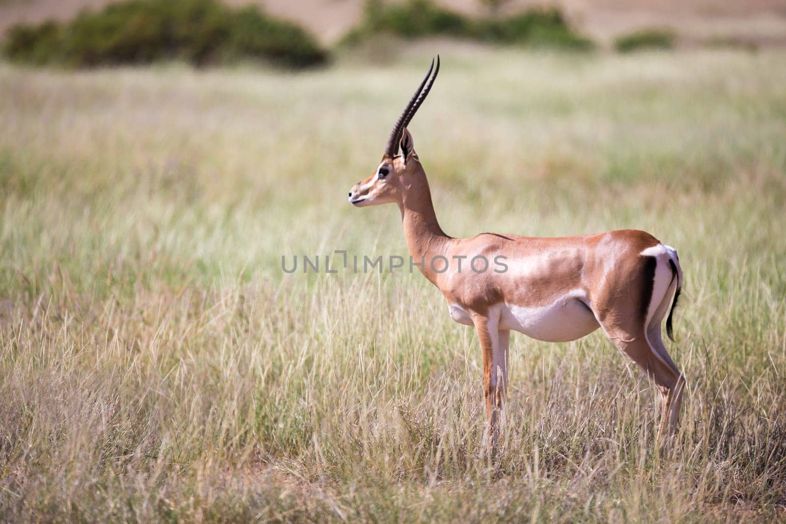 The antelopes in the grass landscape of Kenya