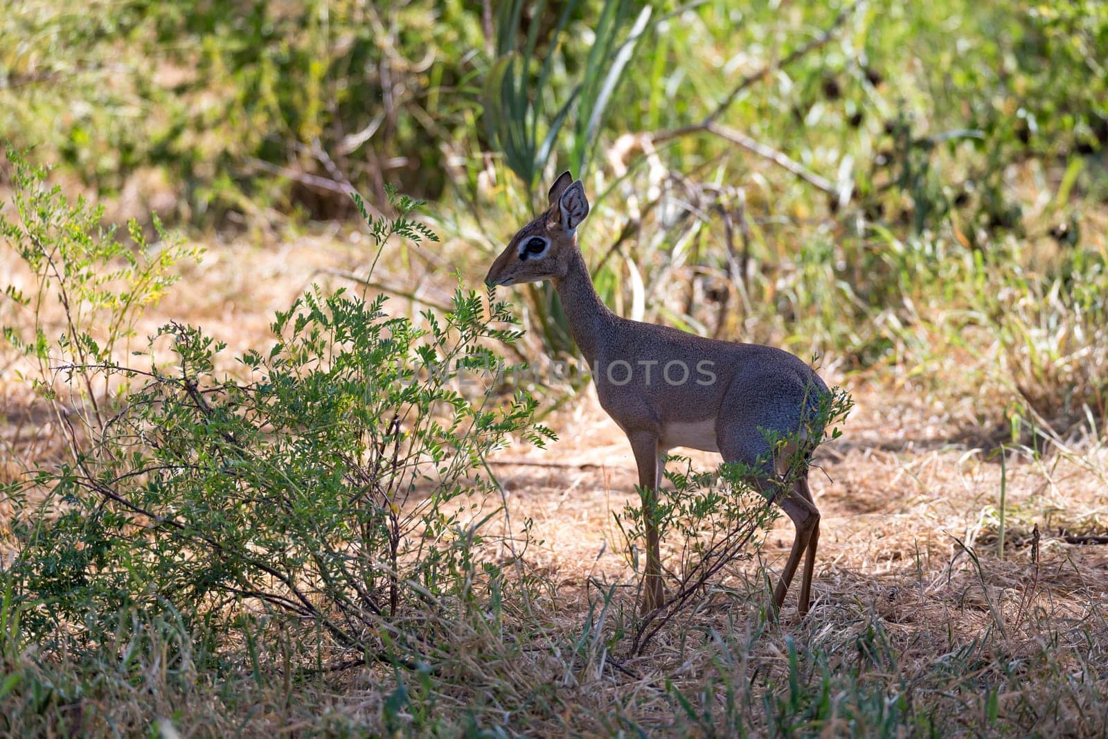 Some native antelopes in the grassland of the Kenyan savannah