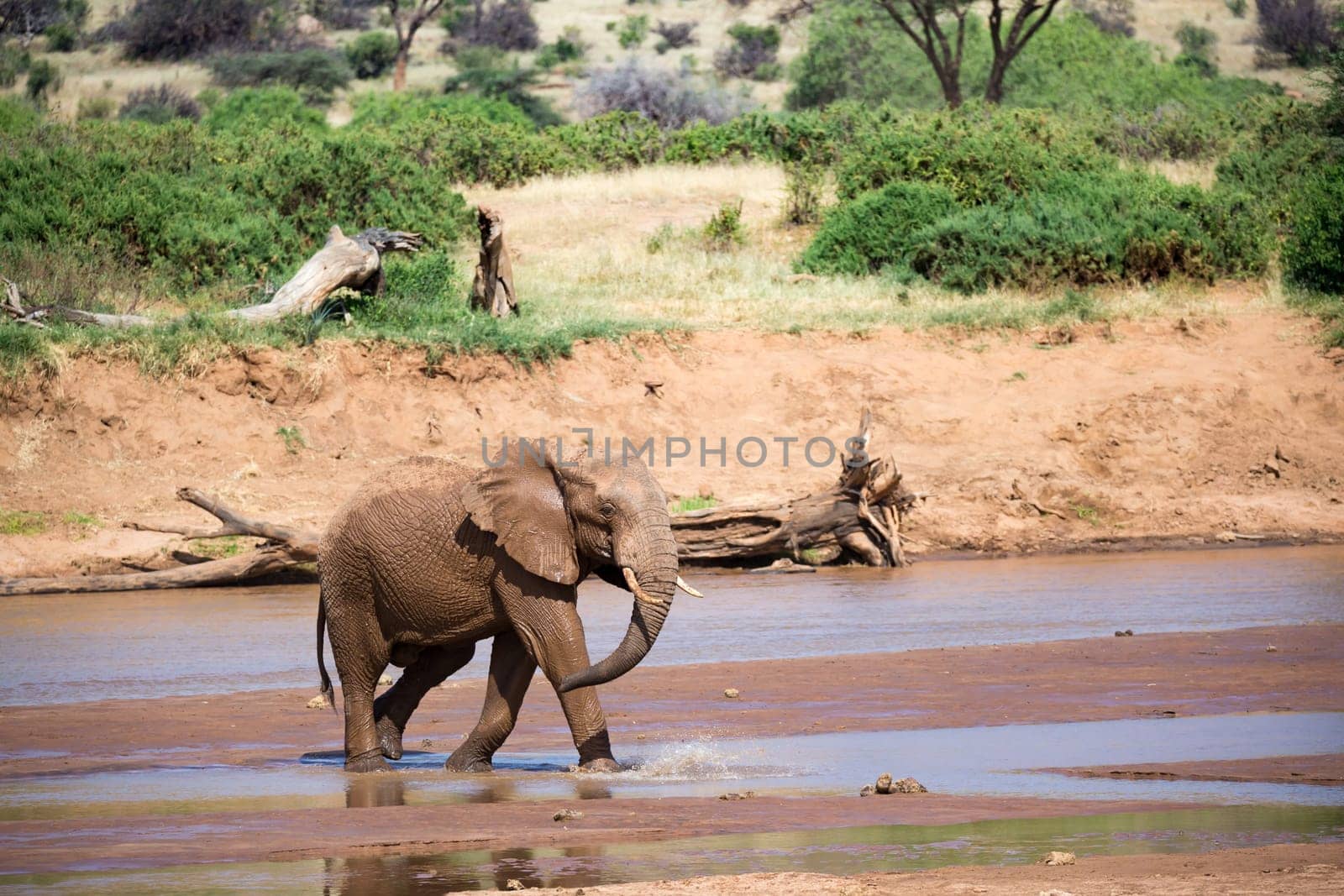 An elephant familiy on the banks of a river in the middle of the National Park