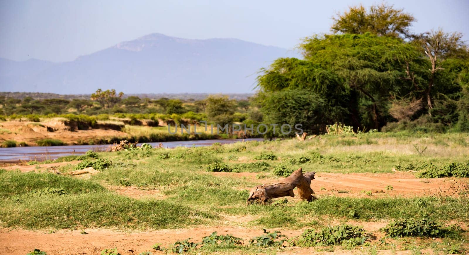 The lions walk along the banks of a river