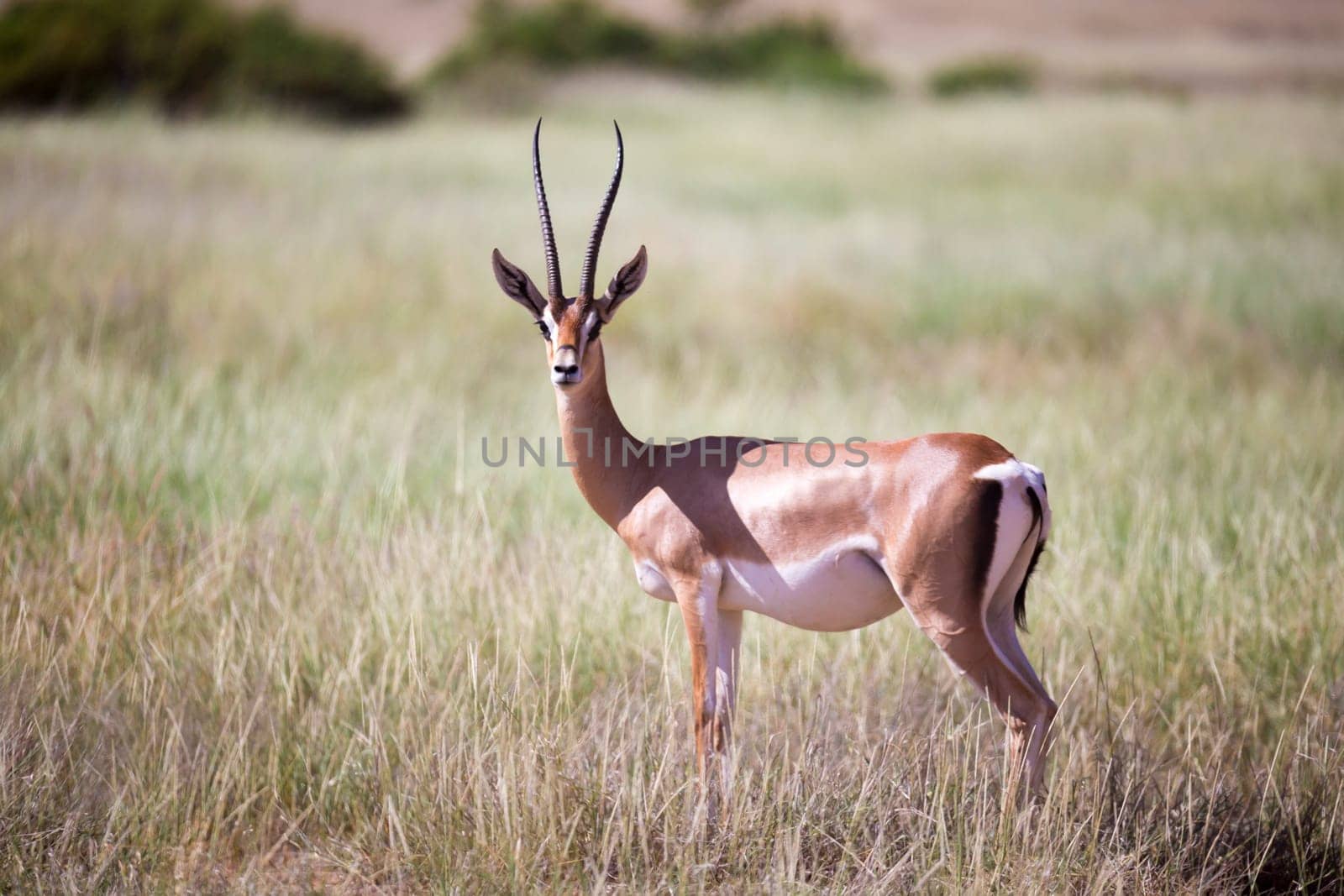 The antelopes in the grass landscape of Kenya