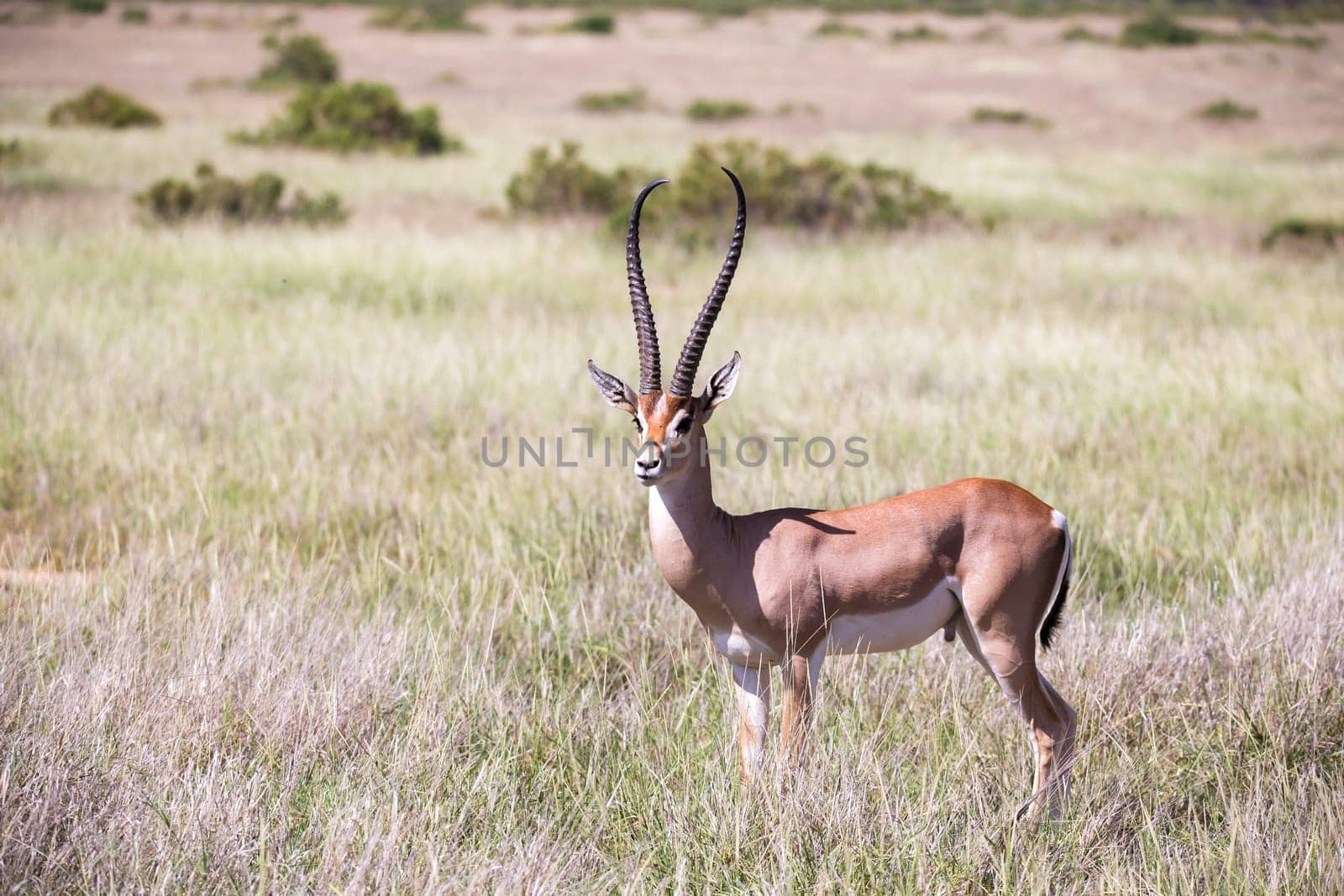 The antelopes in the grass landscape of Kenya