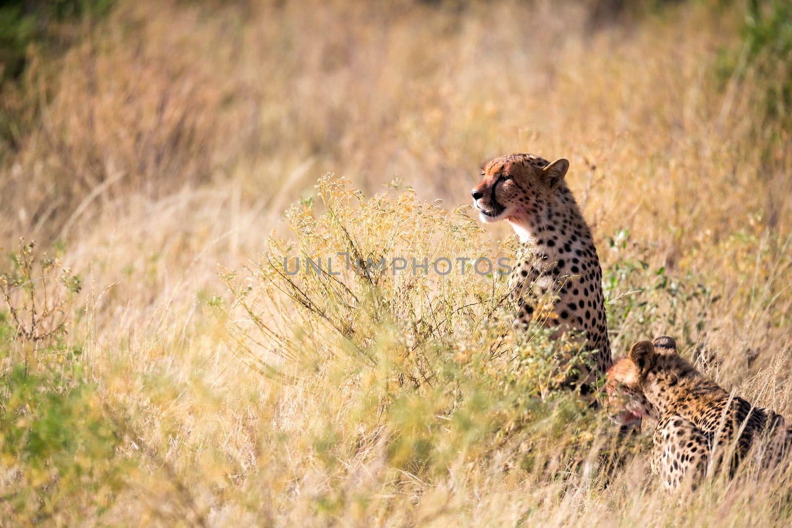 The cheetahs eating in the middle of the grass