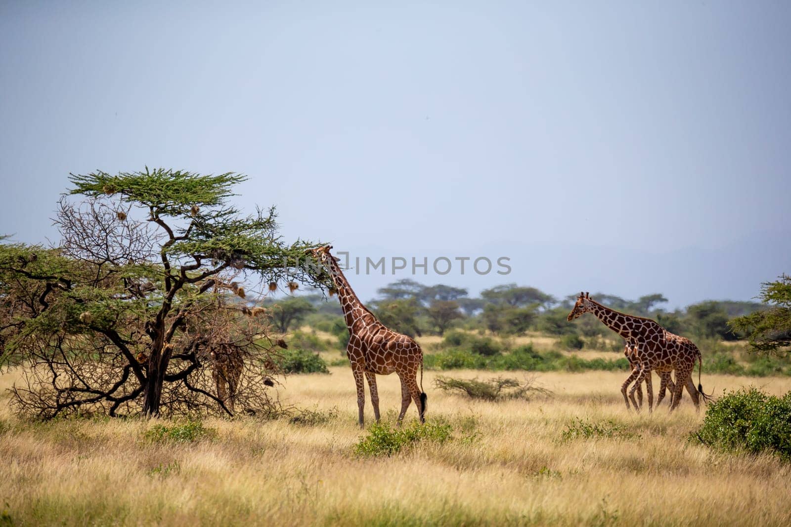 A Somalia giraffes eat the leaves of acacia trees