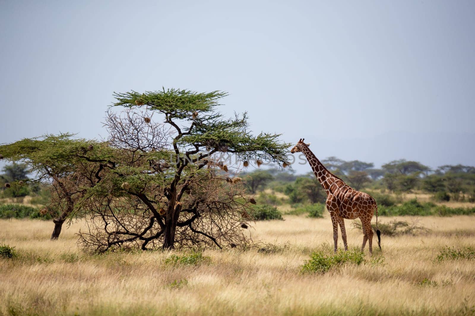 A Somalia giraffes eat the leaves of acacia trees
