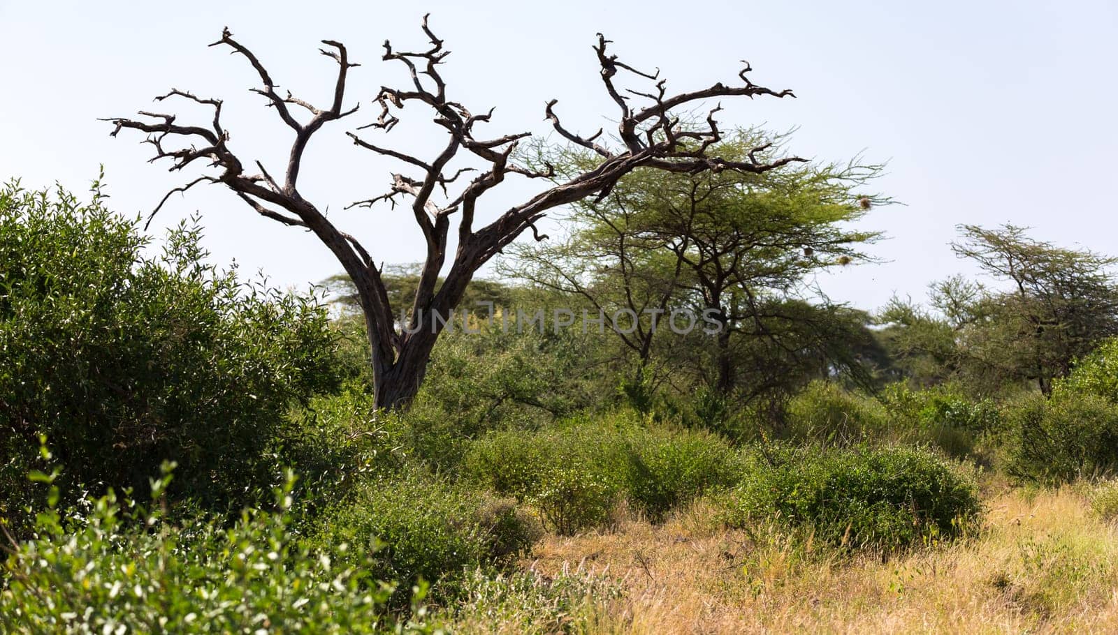 One tree without leaves amidst green plants