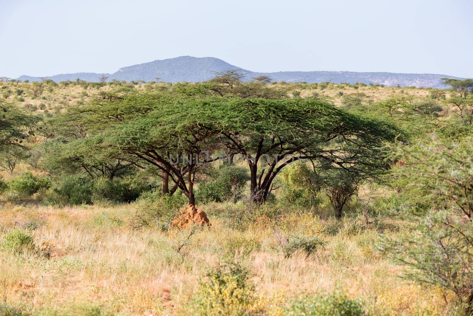 A big tree in the middle of the Kenyan savanna