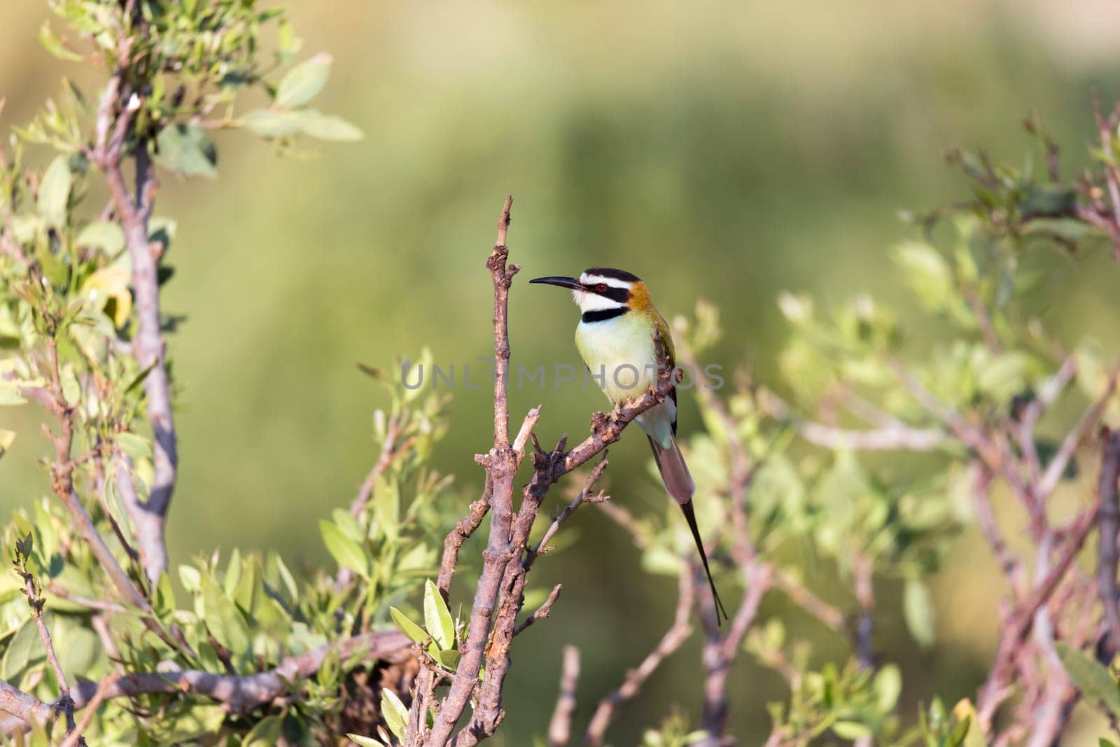 The Local bird is sitting on a branch in Kenya