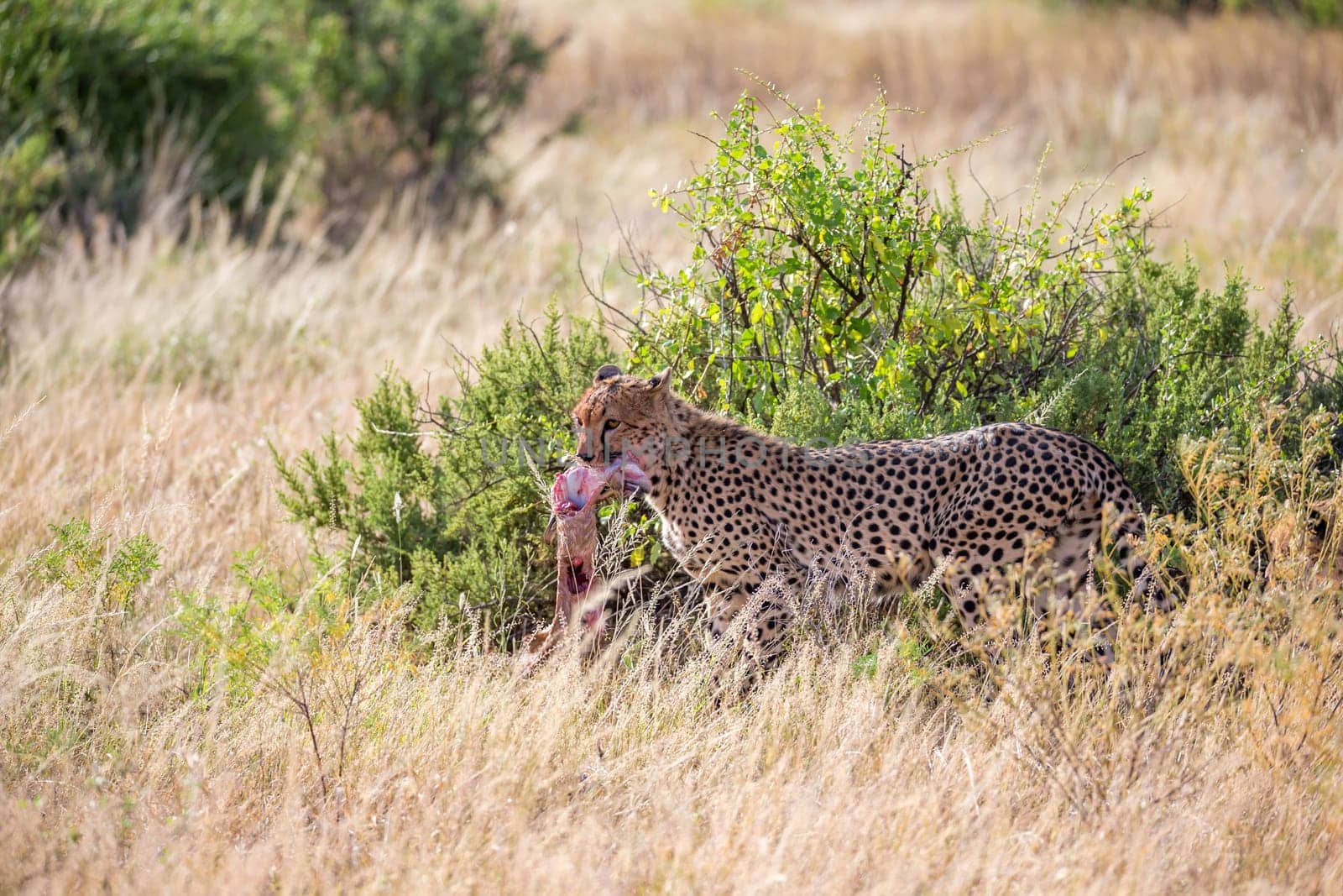The cheetahs eating in the middle of the grass